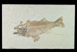 Bargain Fossil Fish (Mioplosus) - Uncommon Species #138458-1